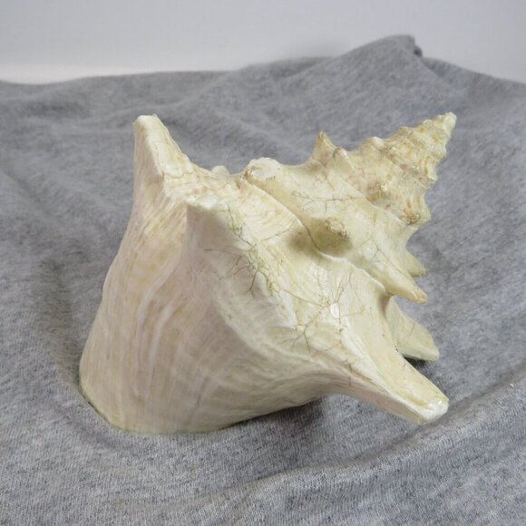 Conch Sea Shell REAL professionally sliced 4" long 5" wide  nice pink inside - Picture 4 of 7